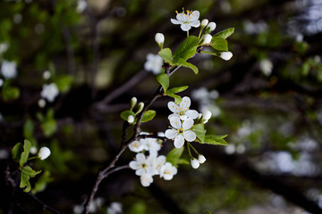 white cherry blossoms on a dark forest background