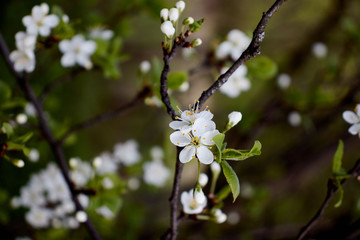 cherry branch with white flowers