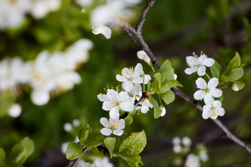 cherry branch with white flowers