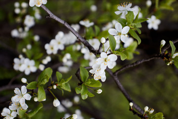 cherry branch with white flowers