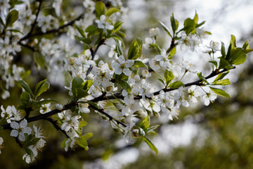 white cherry flowers on green leaf background
