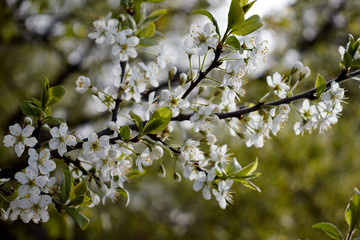 cherry branch with white flowers