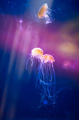   Lagoon jellyfish.Marine Life.