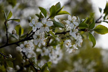 cherry branch with white flowers