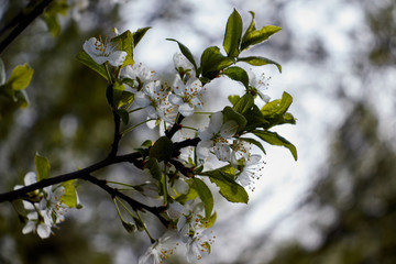 cherry branch with white flowers