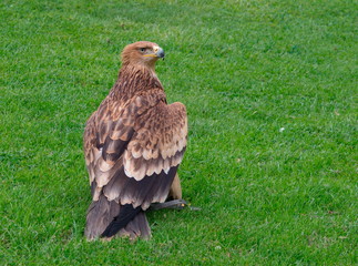 Junger Steinadler auf Wiese
