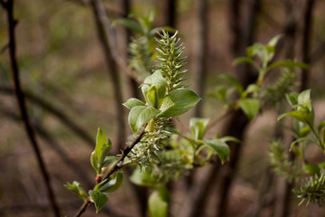 spring green leaves on a cinnamon tree