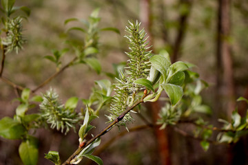 spring green leaves on a cinnamon tree