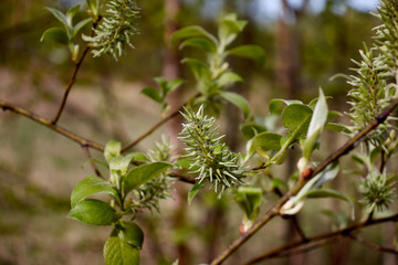 spring green leaves on a cinnamon tree