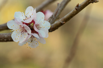 Plum blossoms beautifully bloom on a branch with blurred background.