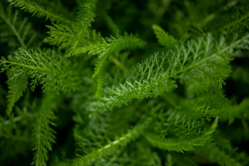 schmal und gefiederte Blattspreiten der Schafgarbe im Frühling