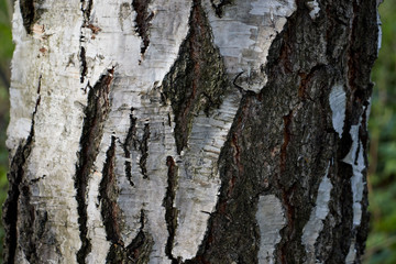the bark of the birch trunk