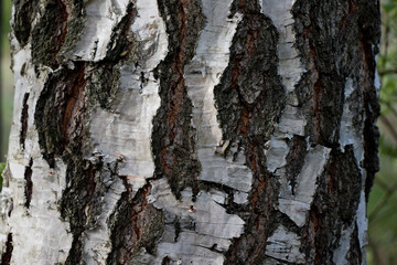 the bark of the birch trunk