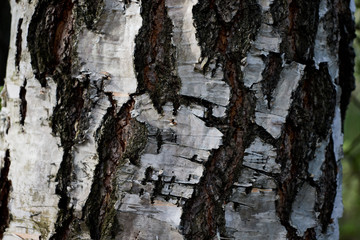the bark of the birch trunk