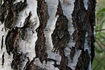 the bark of the birch trunk