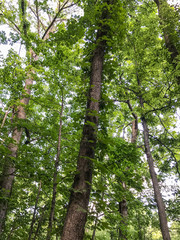 Natural forests have many trees that Is an interesting for tourist destination and should be preserved