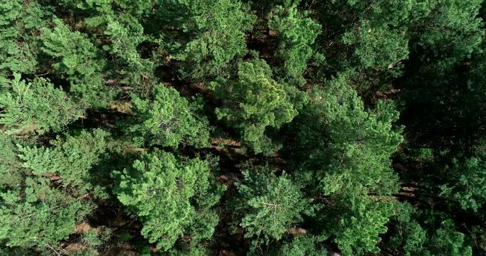 Aerial view of the pines from a bird's flight. Flying over the pine forest