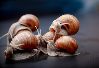 several big snails crawling one on one in the studio