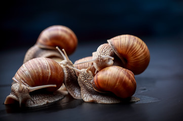 several big snails crawling one on one in the studio