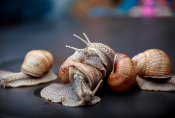 several big snails crawling one on one in the studio