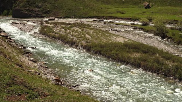 Medium high angle still shot of an antelope near Indus river, Gangetic plain, India.