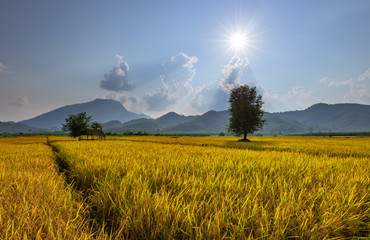 yellow rice field and blue sky