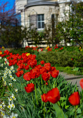 Red blooming tulips on the background of the white house