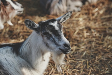 beautiful young goats on a farm