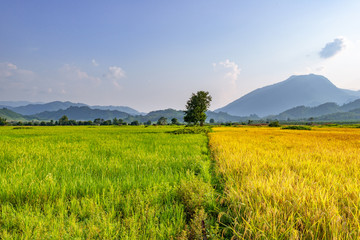 Obraz premium field of yellow and green paddy field 