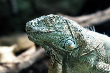 Obraz premium Iguana, Reptile, Lizard, Animal