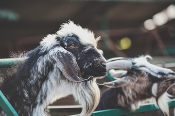 beautiful young goats on a farm