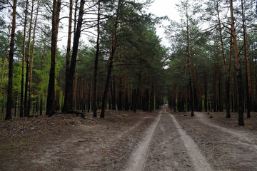Long road in a pine forest. Nature and plants.