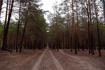 Long road in a pine forest. Nature and plants.