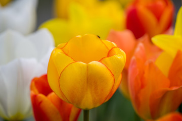 Nahaufnahme einer gelben Tulpe mit buntem Hintergrund aus Blumen