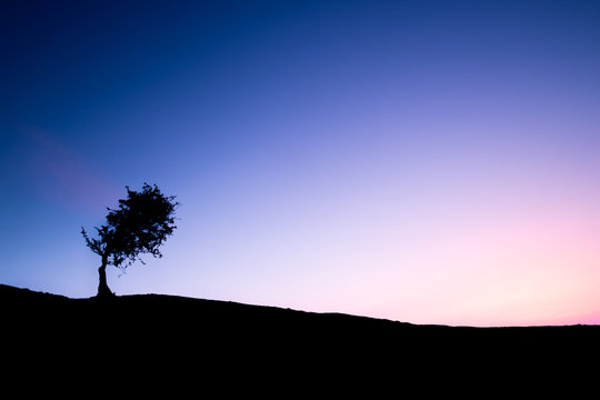 Single tree at sunrise, Coity, Wales