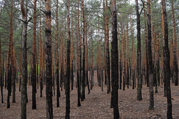 Fabulous pine forest. Nature in spring.
