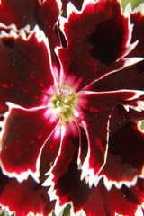 macro of carnation flower.