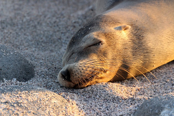 Naklejka premium Galapagos Seelöwe sonnt sich am Ufer der Ozean