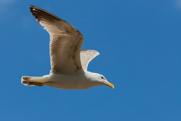 European Herring Gull in  flying mode