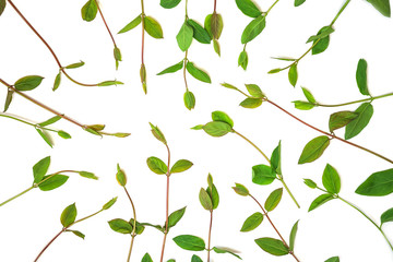 Wreath frame made of spring green branches and leaves, isolated on white background.