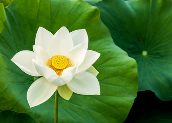 White lotus flower in pond, Lumphun province Thailand