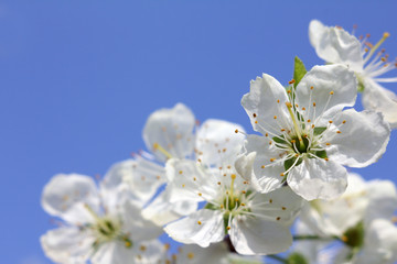 blooming fruit tree against the blue sky. springtime flowering gardens