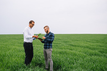 Two farmer standing in a wheat field and looking at tablet, they are examining corp. Young handsome agronomist. Agribusiness concept. agricultural engineer standing in a wheat field
