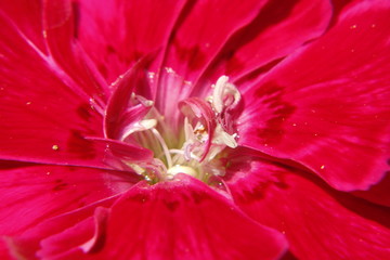 Macro of carnation petals,Top view.