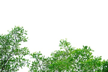 Tropical tree leaves with branches on white isolated background for green foliage 