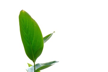 Water plant leaves on white isolated background for green foliage backdrop