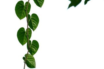 Ivy plant leaves on white isolated background for green foliage backdrop 