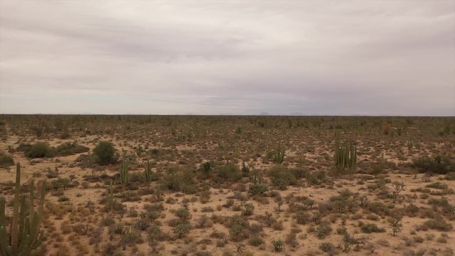 Desert view drone footage over cactus