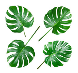 Four various monstera leaves isolated on white background © didecs
