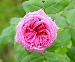 pink rose in the garden